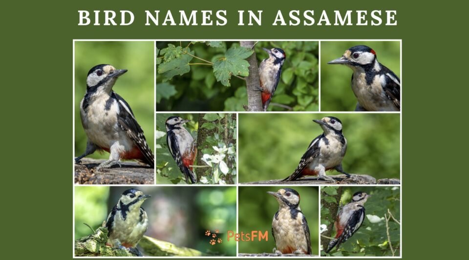 100+ Bird Names In Assamese With Translation in English [UPDATED]
